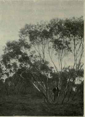 97 Eucalyptus oleosa 154