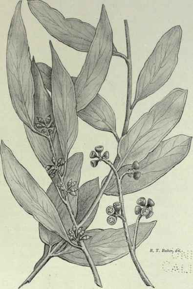 A Blue Gum 90