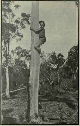 Eucalyptus Citriodora 292
