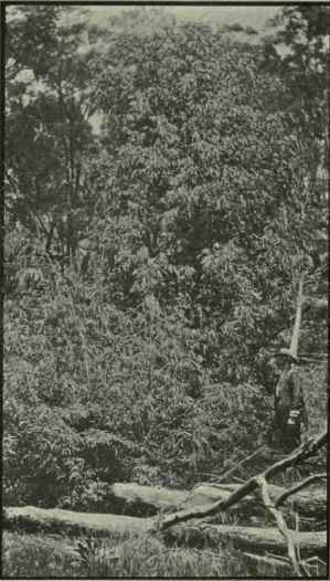 Eucalyptus Phellandra A Narrow Leaf Peppermint 281