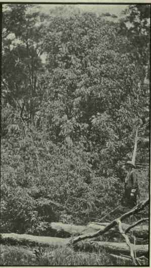 Eucalyptus Phellandra A Narrow leaf Peppermint 285