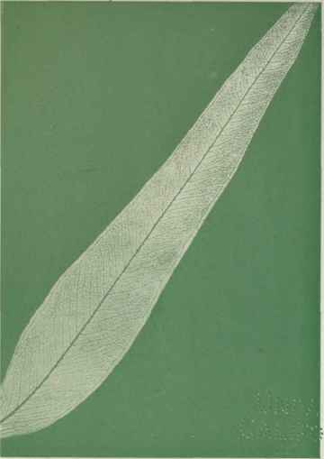 The Probable Evolution of the Eucalypts Part 3 15