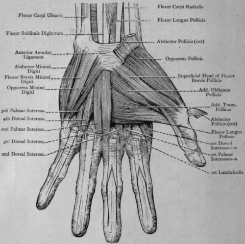 Fig. 10.   Muscles of the Hand (Palmar Aspect).