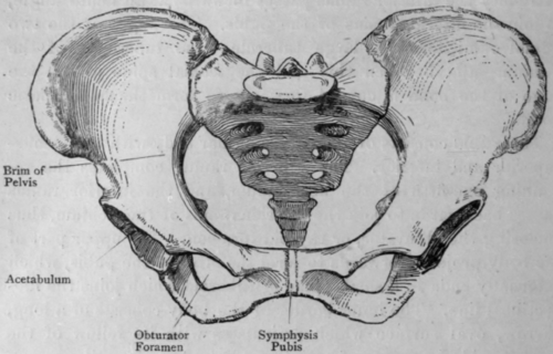 Fig. 12. Pelvis.