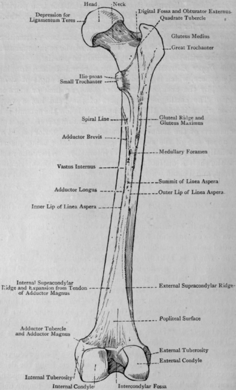 Fig. 13. Femur.