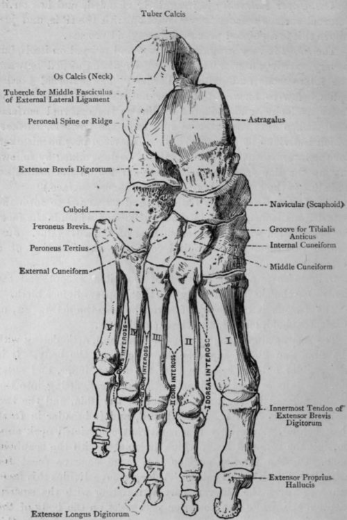 Fig. 16. Bones of Foot (Dorsal Surface).