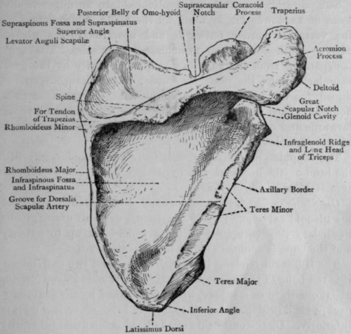 Fig. 2. The Right Scapula (Posterior View).