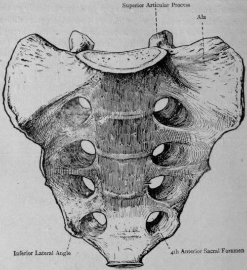 Fig. 26. Sacrum (Anterior Surface).