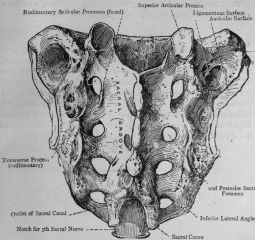 Fig. 27. Sacrum (Posterior Surface).