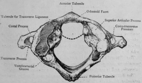 Fig. 28.   Atlas.