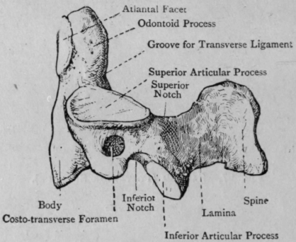 Fig. 29.   Axis.