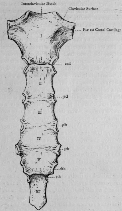 Fig. 31. Sternum.