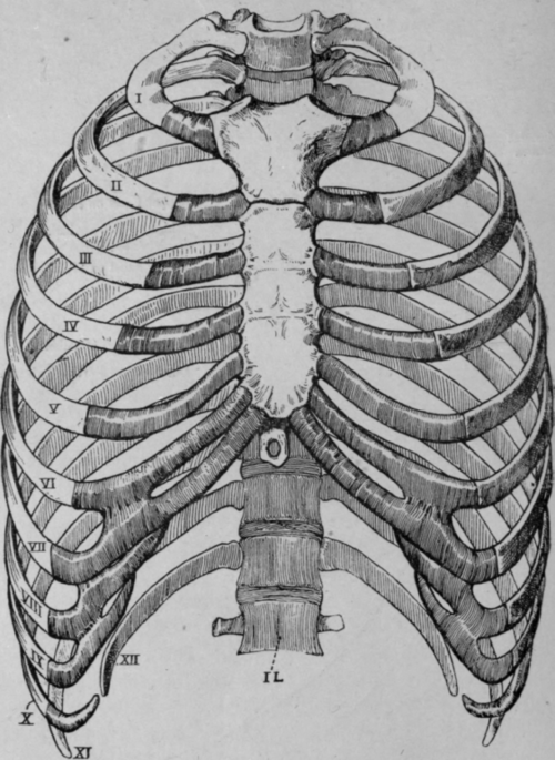 Fig. 33. Thorax.