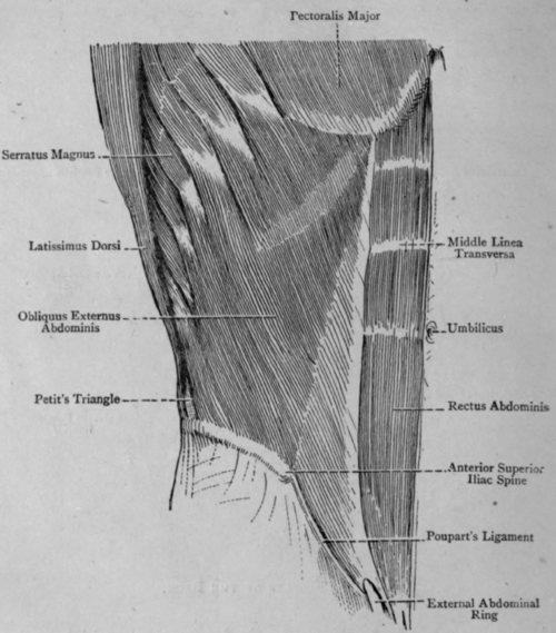 Fig. 36. Muscles of the Abdomen.