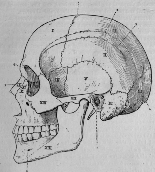 Fig. 38.   The Lateral Region of the Skull (Norma Lateralis).