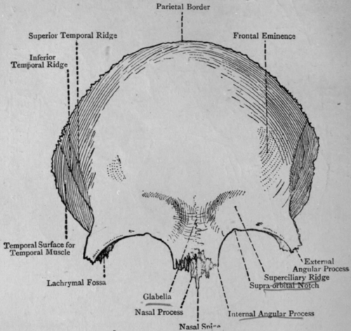 Fig. 40. The Frontal Bone.