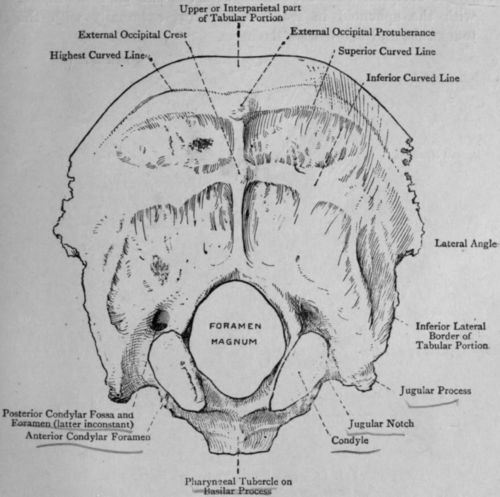Fig. 41. The Occipital Bone.