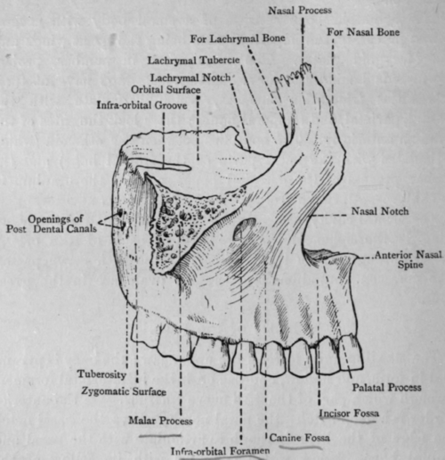 Fig. 43.   The Superior Maxilla.