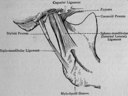 Fig. 45. The Temporo mandibular Joint.