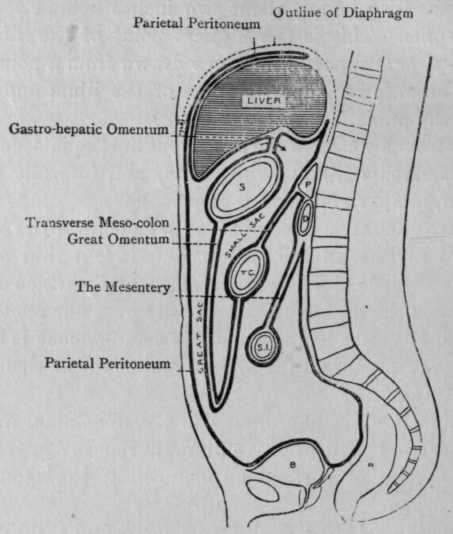 Fig. 46. The Peritoneum.
