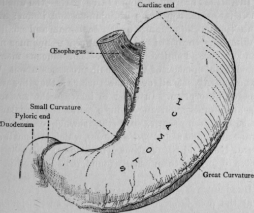 Fig. 47. The Stomach.