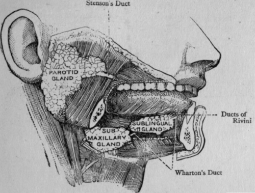 Fig. 48. The Salivary Glands.