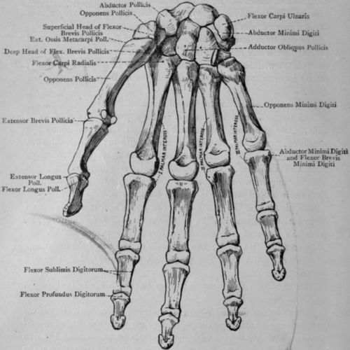 Fig. 5.   Bones of the Right Hand (Anterior View).