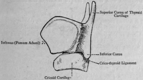 Fig. 52.   The Laryngeal Cartilages.