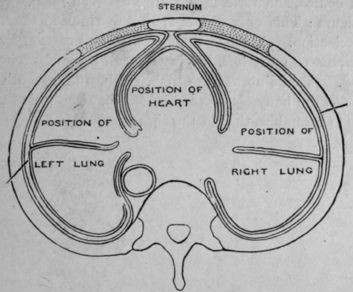 Fig. 53   The Pleura.