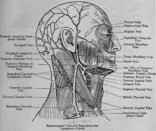 Fig. 59.   Veins and Glands of Head and Neck.