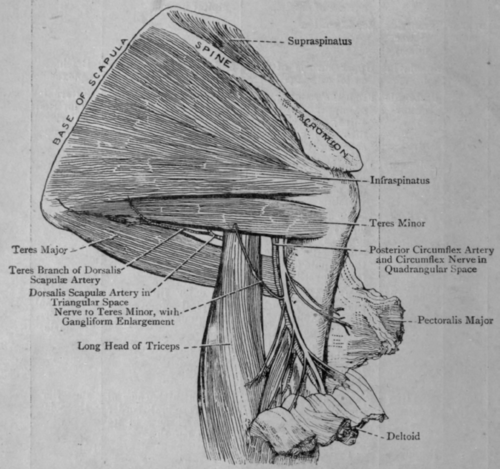 Fig. 6.   Muscles of the Shoulder Joint.