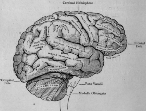 Fig. 60. The Brain (Side View).
