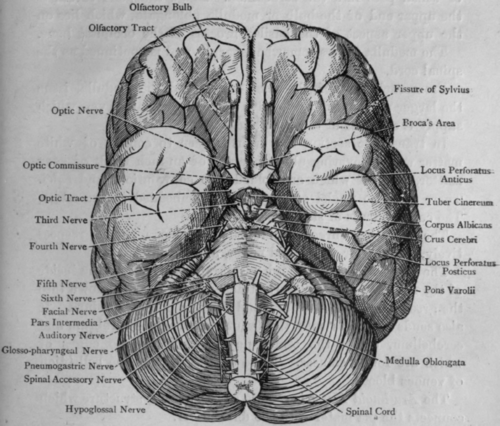 Fig. 61 . Base of the Brain.