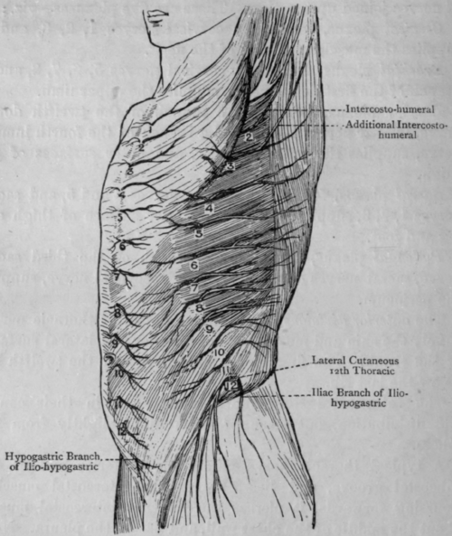 Fig. 62.   Cutaneous Nerves of Trunk.