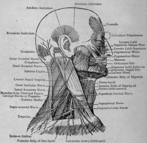 Fig. 63   Nerves in Posterior Triangle of Neck.