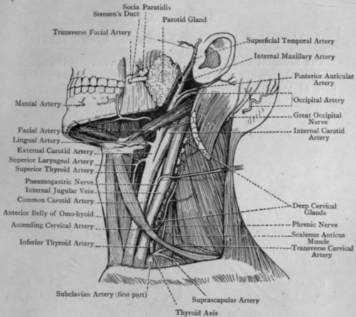 Fig. 64.   Vessels and Nerves in Neck.