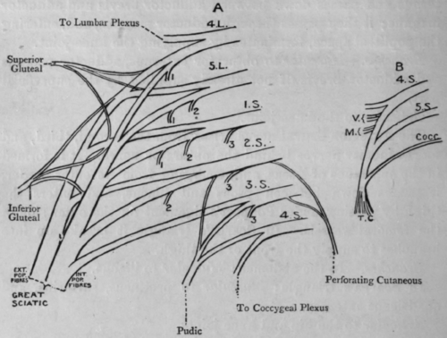 Fig. 69. Sacral Plexus.