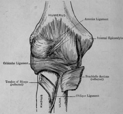 Fig. 7. The Elbow Joint.