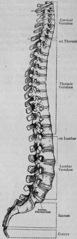 Spinal Column