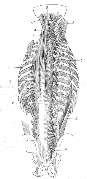 Fig. 102. Deep Muscles of the Back