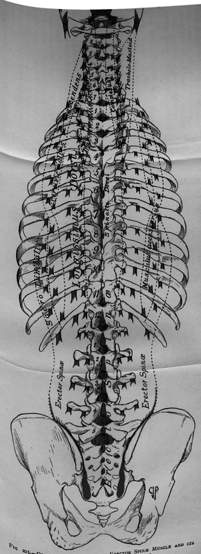 Fig. 103. Origins and Insertions of Erector Spins Muscle and its Continuations and Complexus Muscle To face
