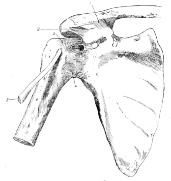 Fig. 12. Ligaments of Shoulder.