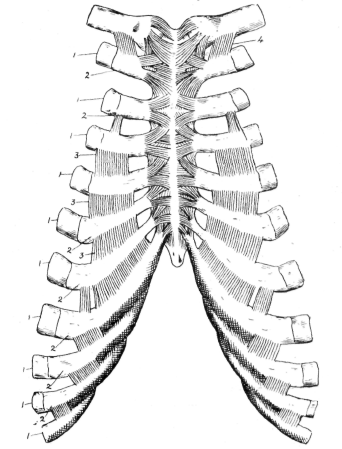 Fig. 13. Ligaments of Ribs and Sternum.
