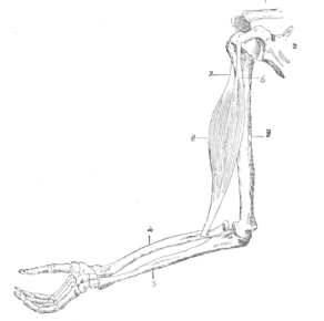 Fig. 17. Showing Action of Biceps.