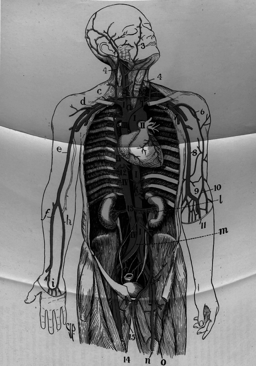 Fig. 19. Arteries And Veins.