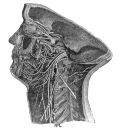 Fig. 24. Cranial Nerves of Left Side.