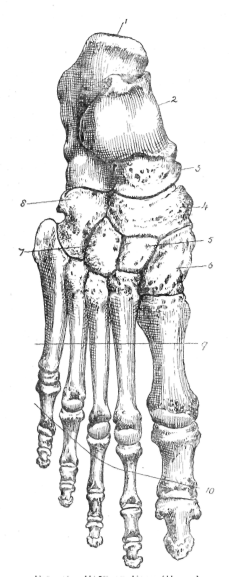 Fig. 52. Back of Foot (Right).