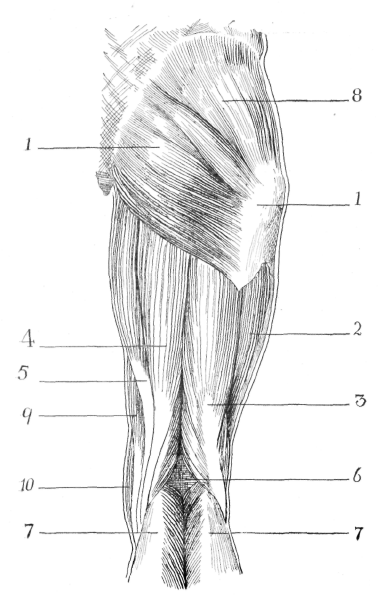 Fig. 54. Muscles of Thigh (Posterior View).