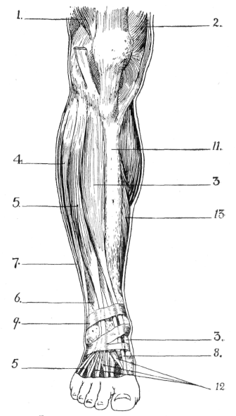 Fig. 55. Muscles of Leg (Anterior View).