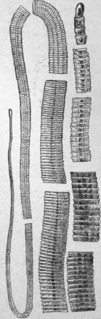 Bothriocephalus Latus Natural size